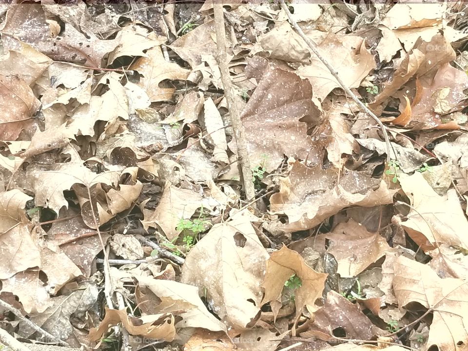 If a Bird Poops in the Woods