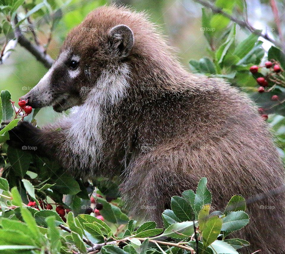 Coati Eating Berries in Tree
