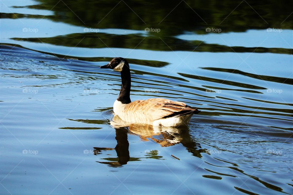 Goose Swimming in the Water