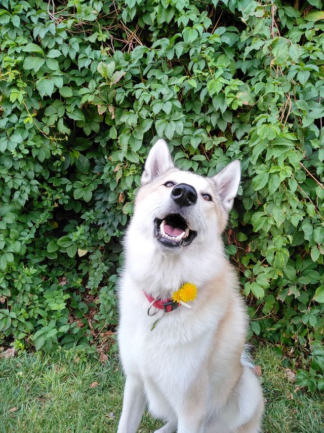 Smiling dog