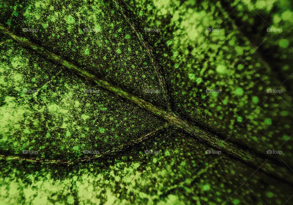 Macro shot of a leaf—taken in Dyer, Indiana 