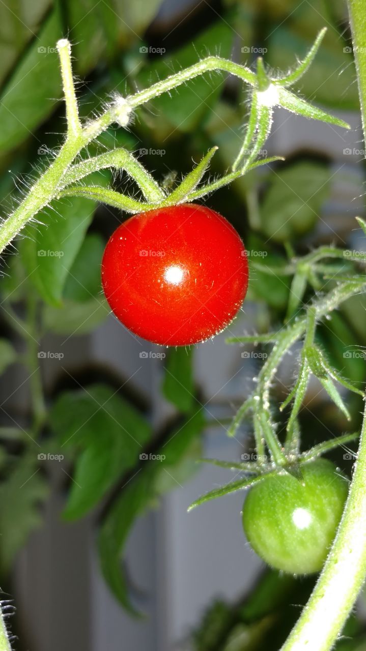 Cherry tomato indoor