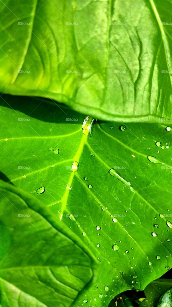 Crying Leaf✨