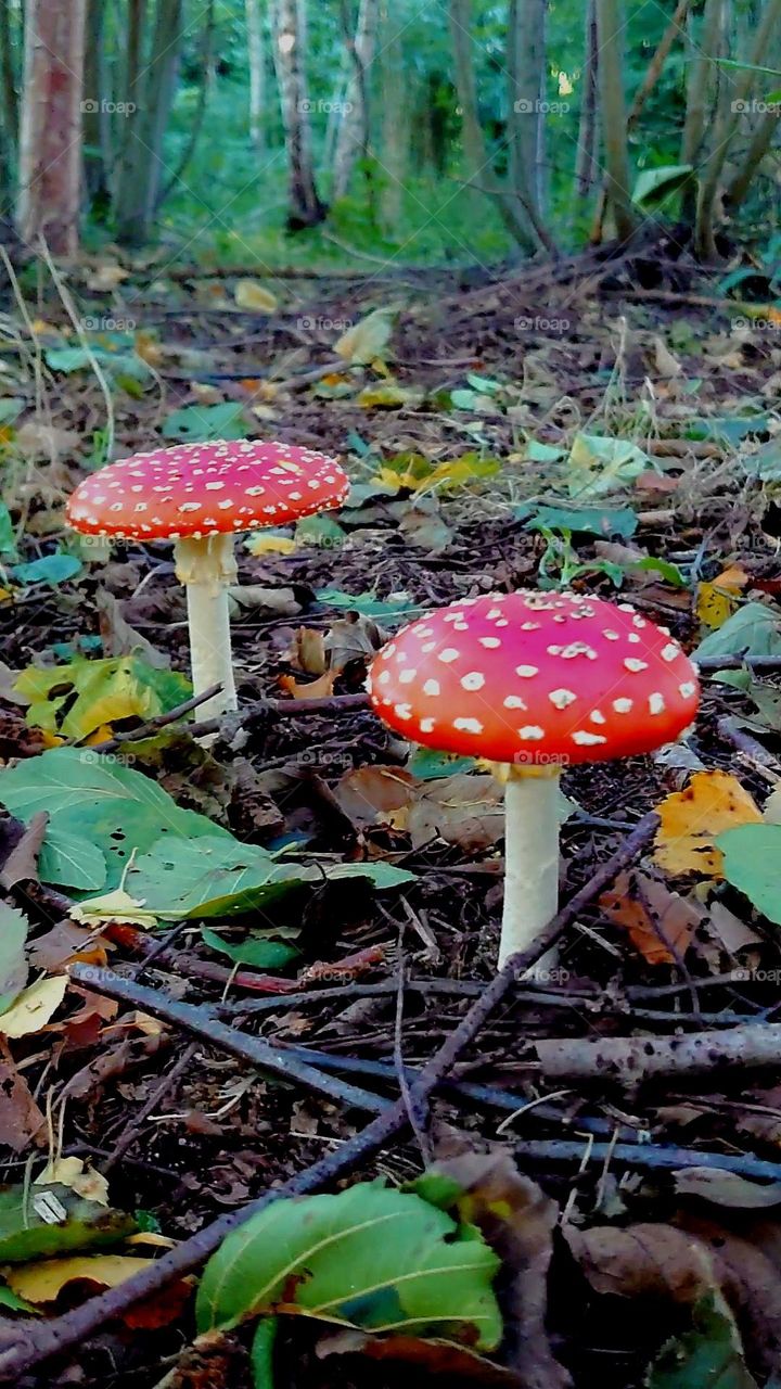 Red and white mushroom