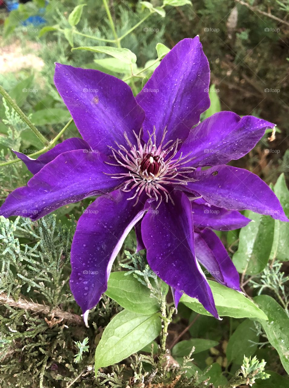 Flower, clematis, spring, summer, rain, storm, damage, wet, droplets, color, purple, grass, green, brown