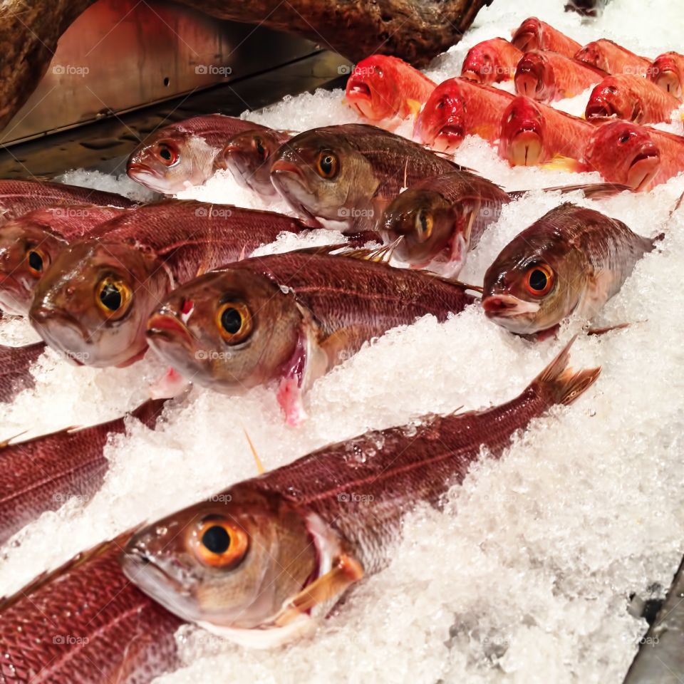 Fish at Market