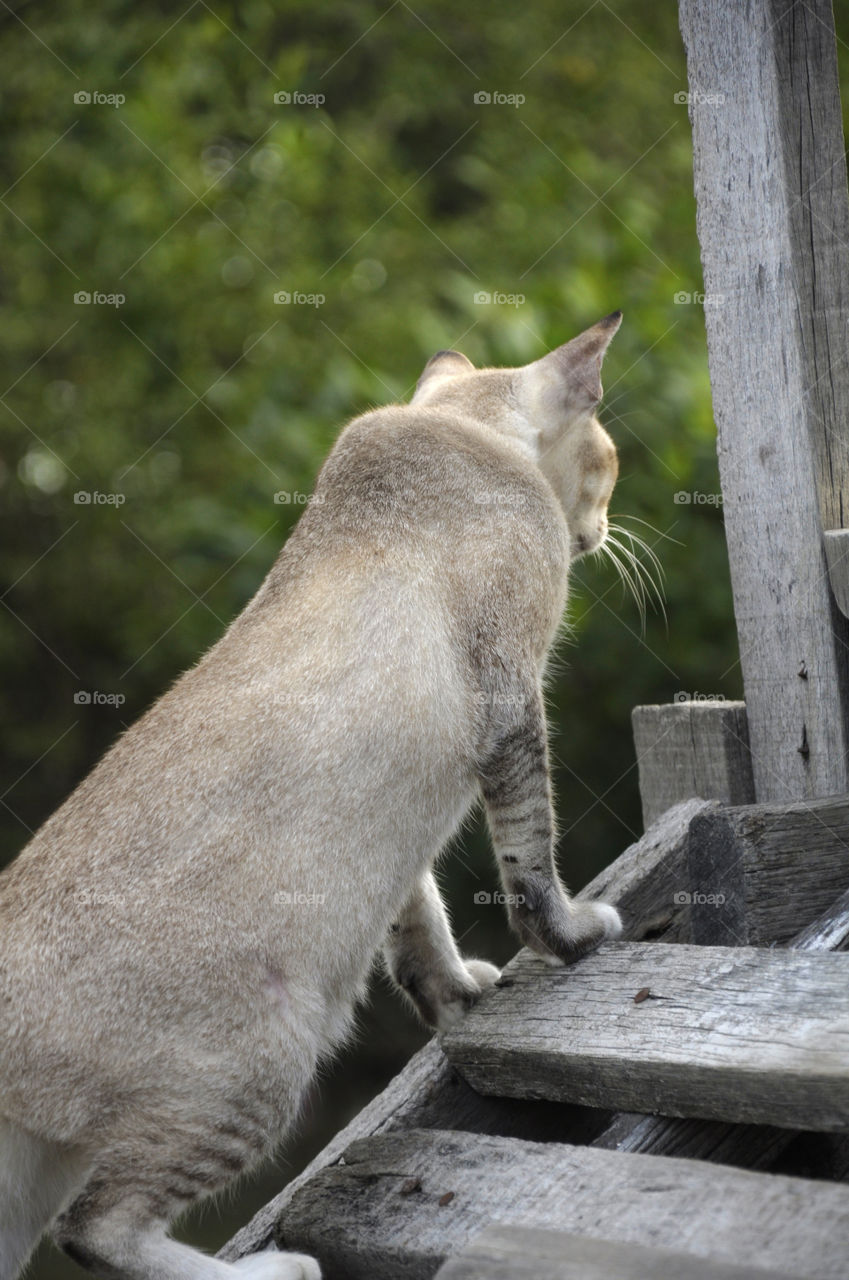 Bluish-gray colored cat, female standing on a wooden bridge.
