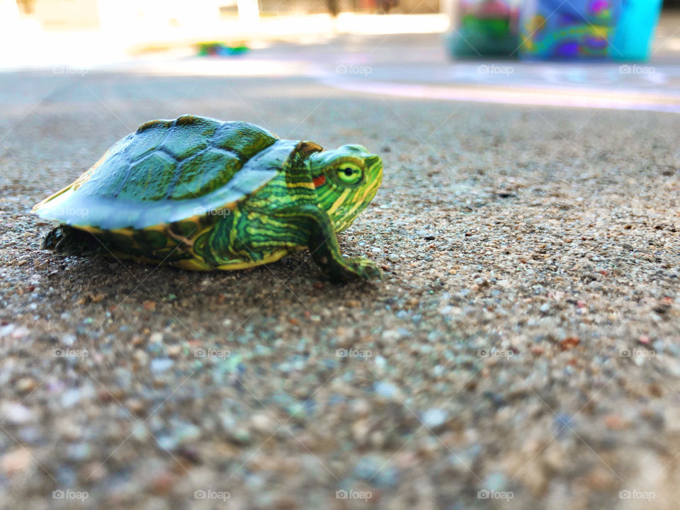 Little turtle