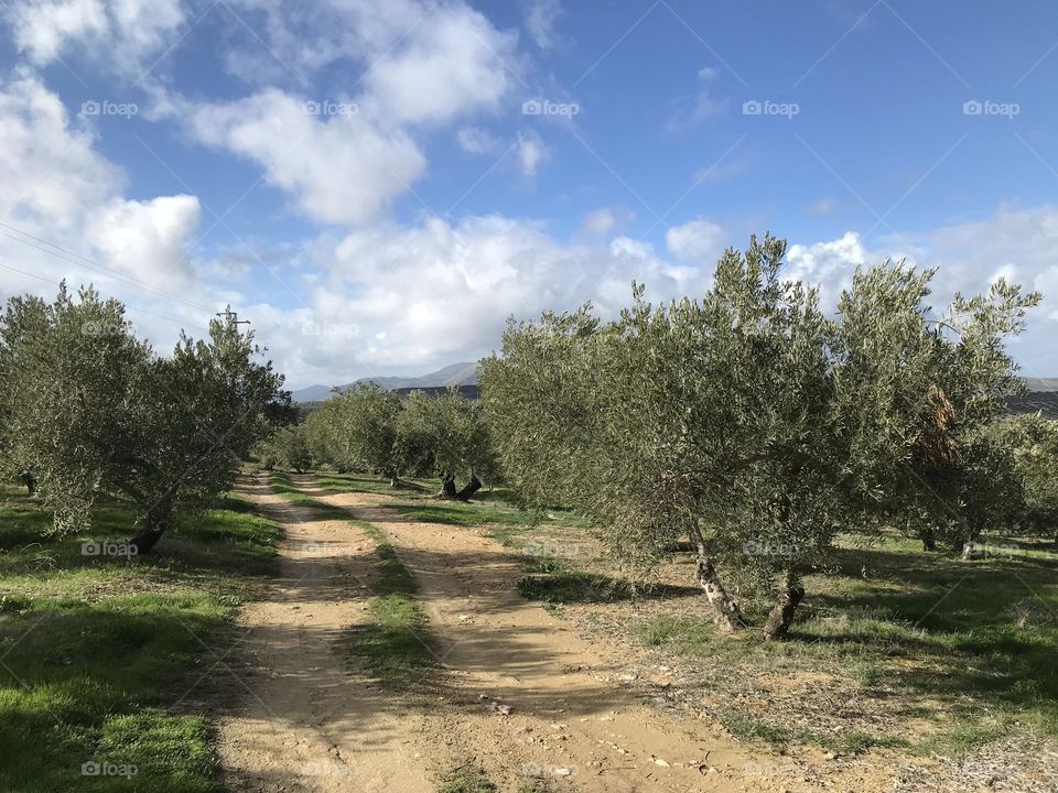 Campo olivos subbetica 