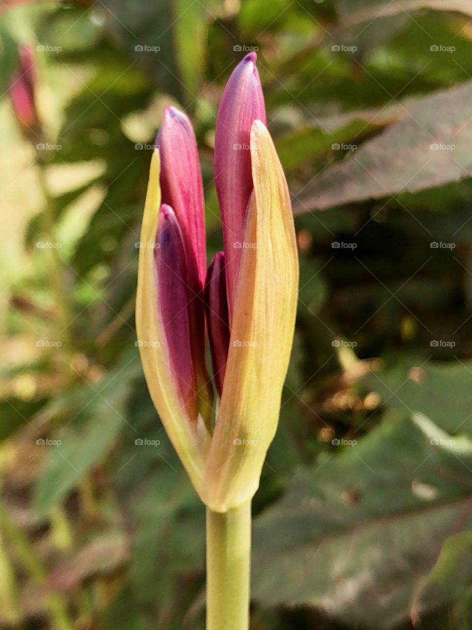 Resurrection lily ready to burst open. 