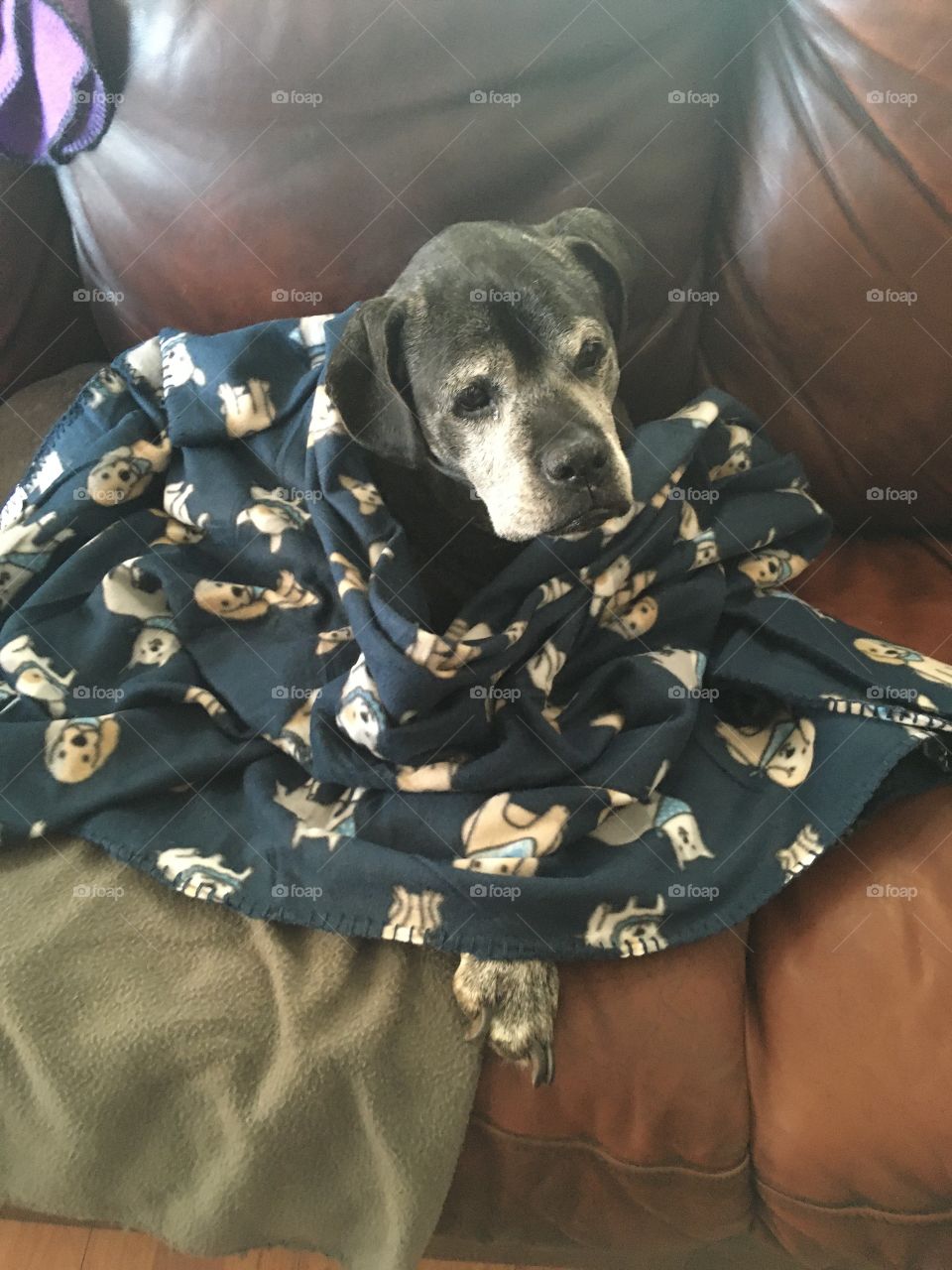 My momma just bought me a new blanket it’s got puppy dogs all over it! Love it lots!