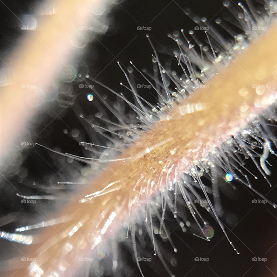 Close-up of tomato plant