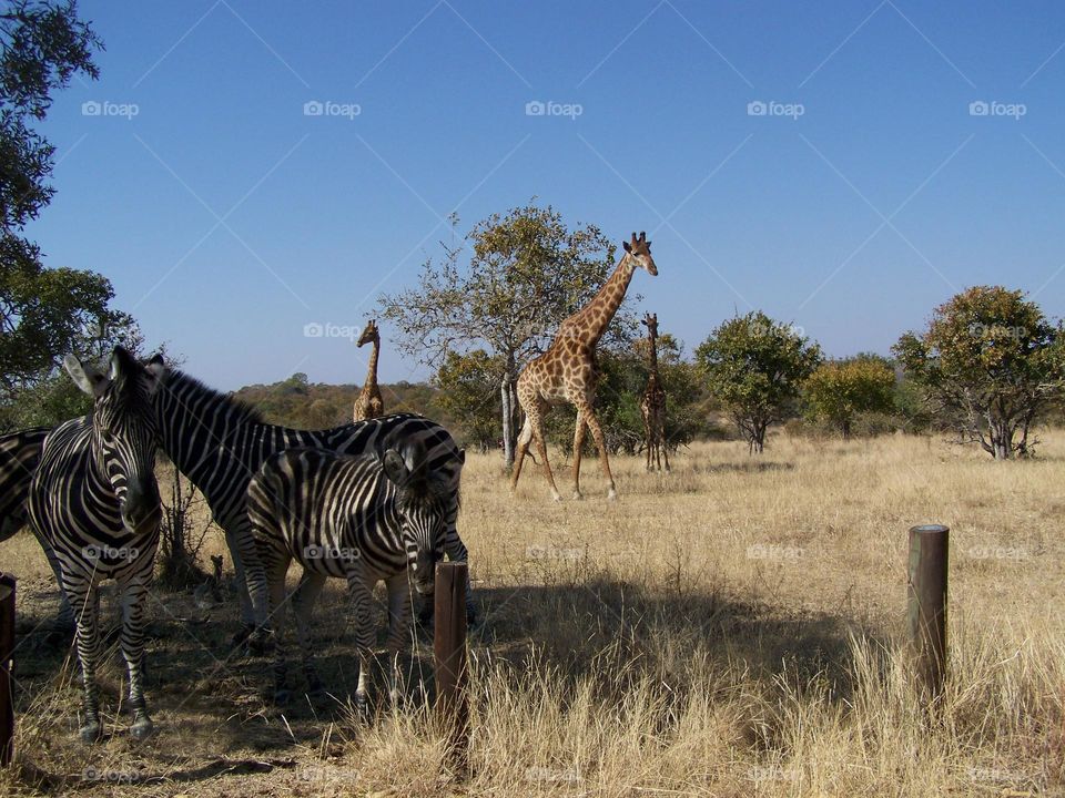 Zebras and giraffe