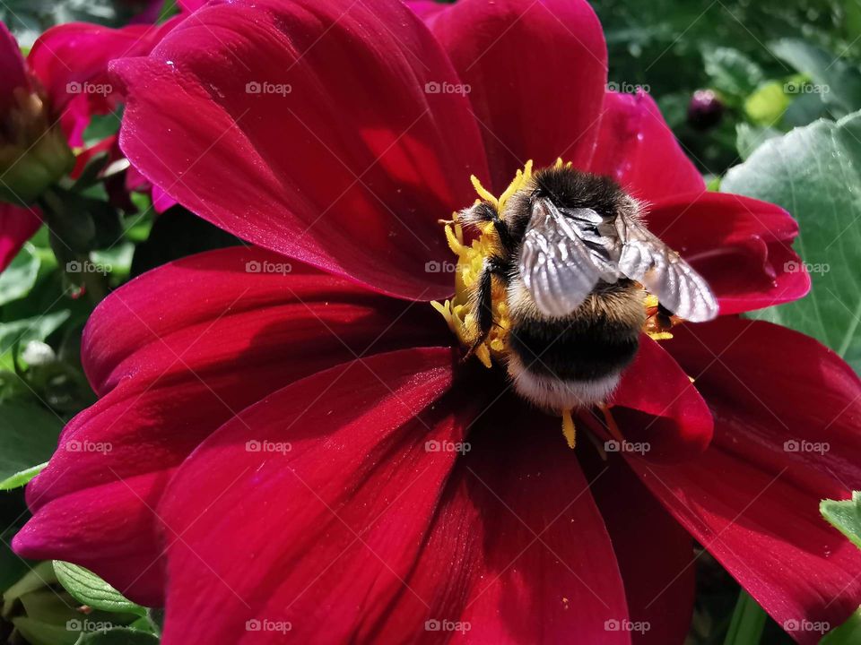 Nature bee details world