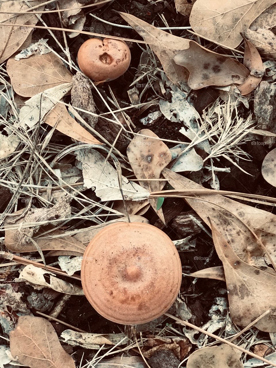 Little brown mushrooms snuggled in leaves found in the South Georgia woods.