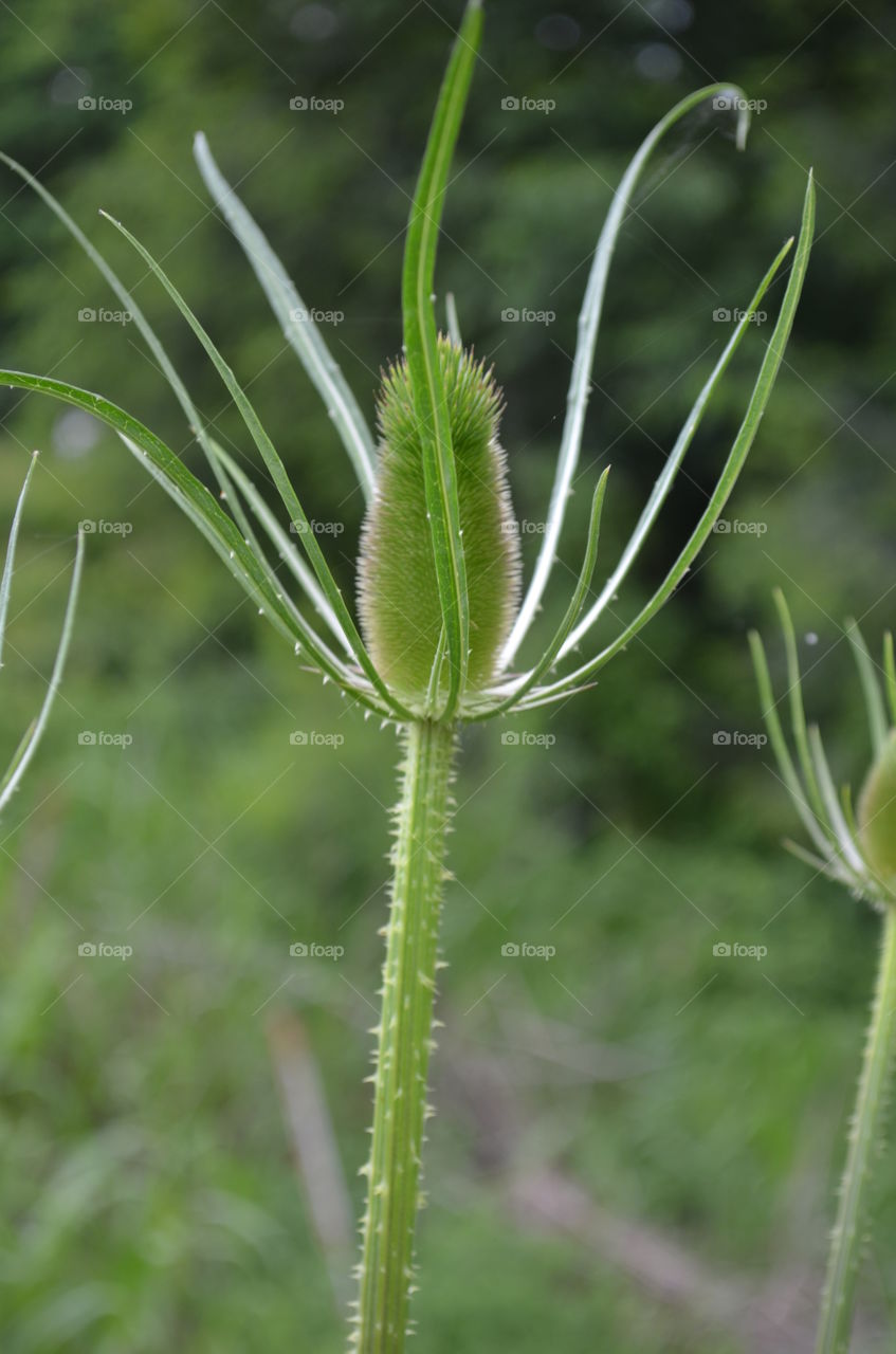 Teasel Bud