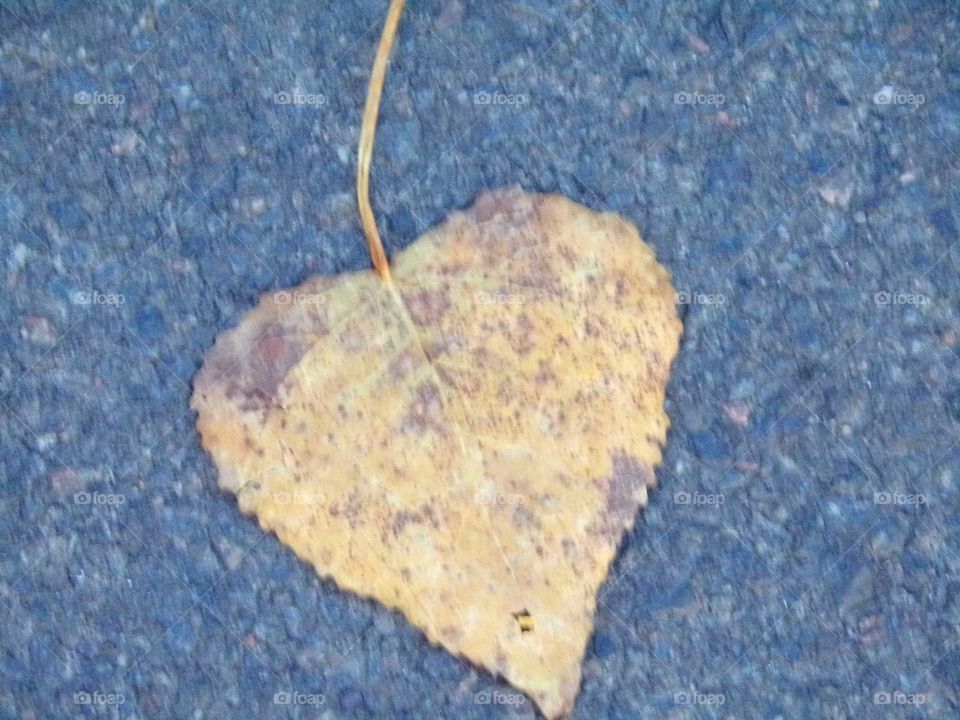 Ein Blatt in Herzform