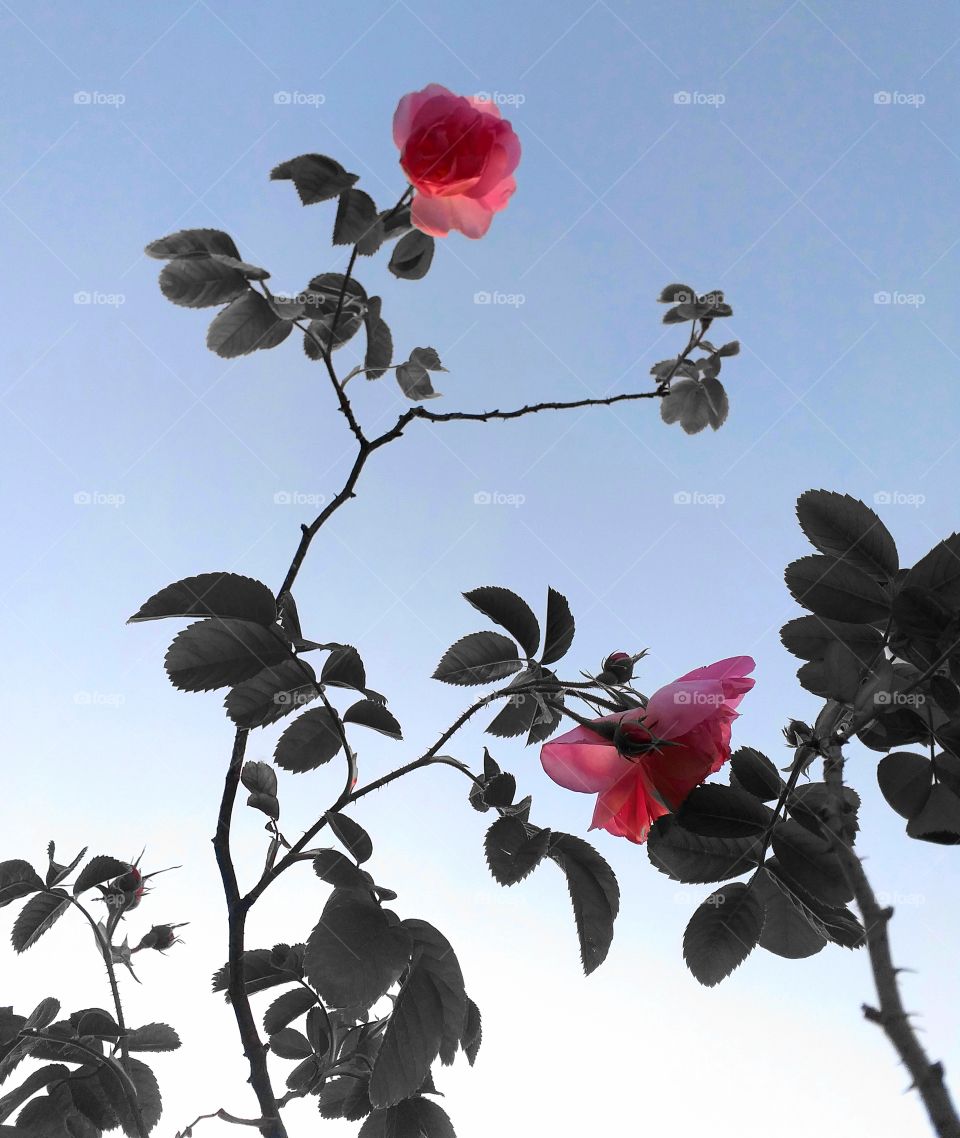 Rustic rose smells good