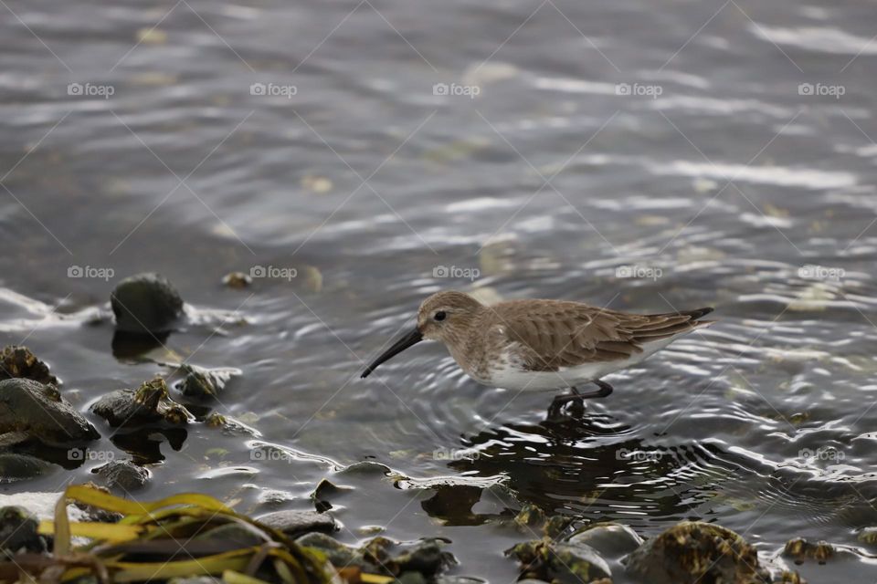 Oyster catcher in shallow water 