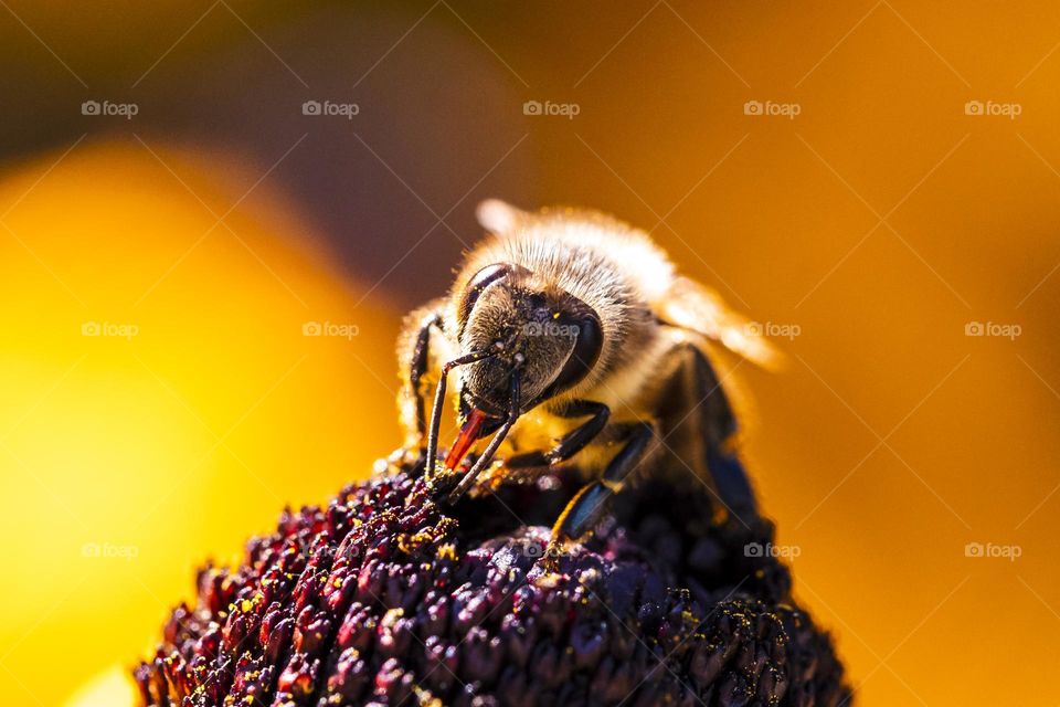 a macro portrait of a bee sitting on the core of a flower collecting pollen. the insect has its beak open and its tongue sticking out.