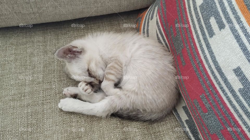 Curled up kitten sleeping leaning against a pillow on the sofa