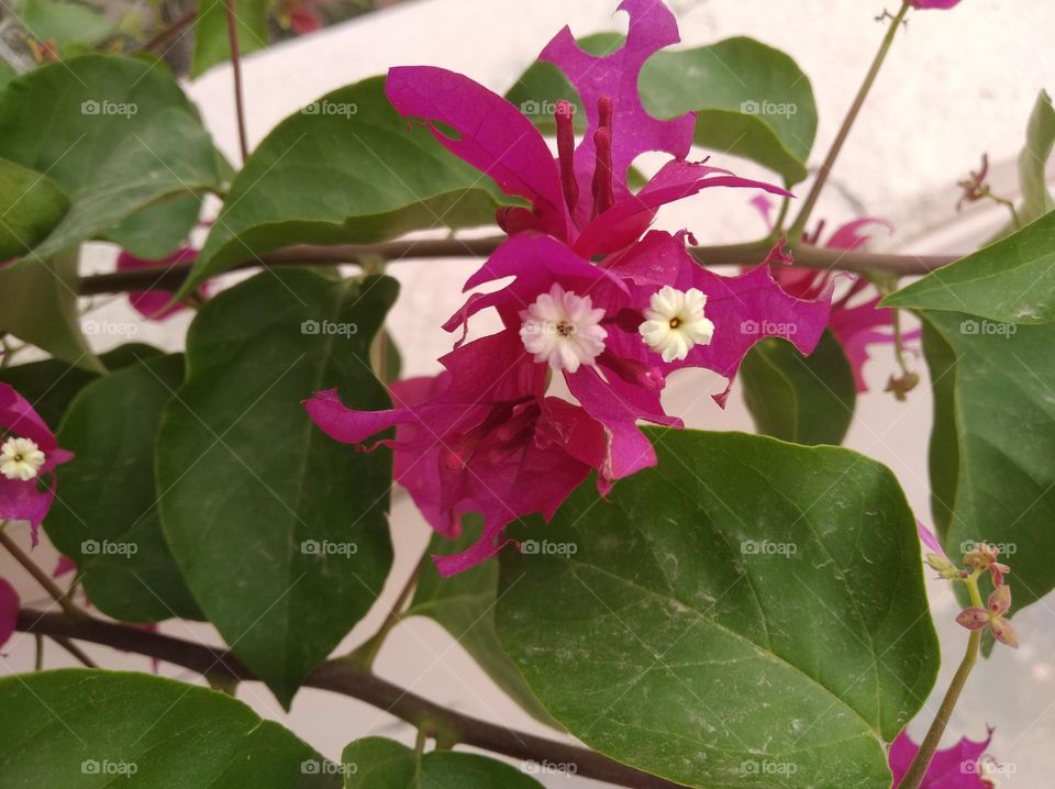 boganvelia pinkish flower fresh seasonal looking very beautiful generally found everywhere