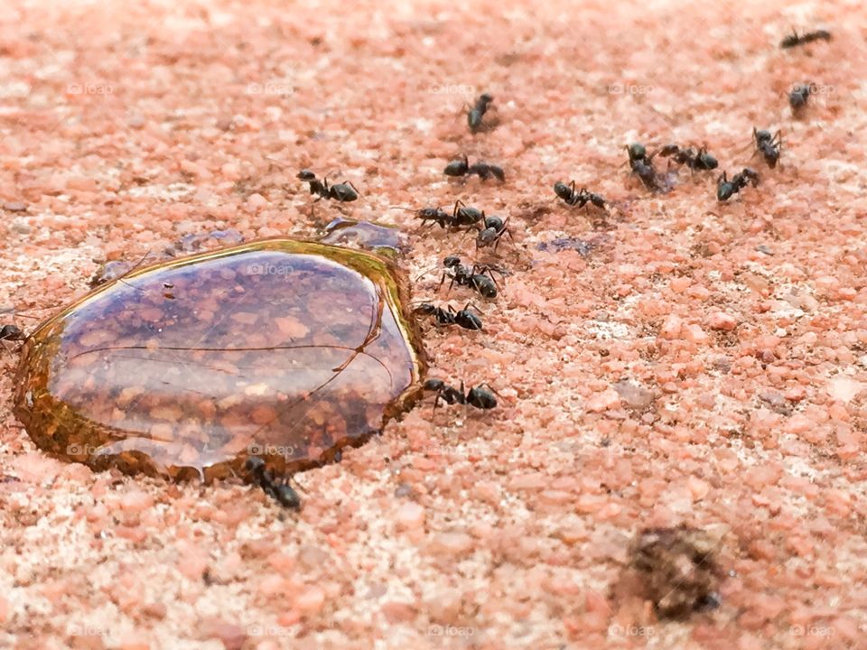 Giant worker ants feeding creating curlicue pattern 