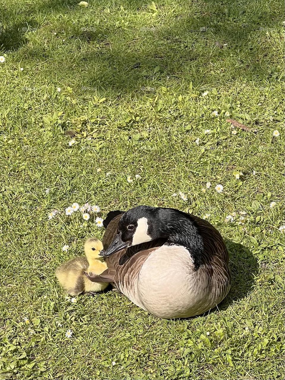Canadian goose mom with her yellow gosling on a meadow