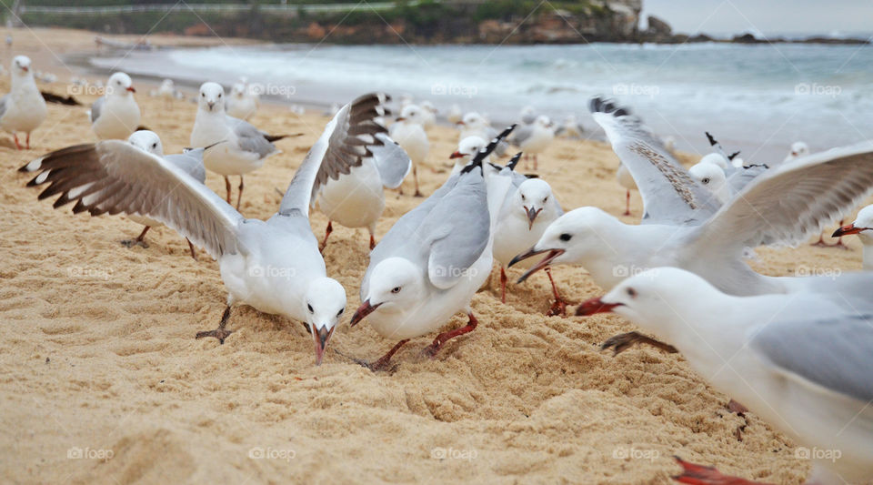 Seagulls eating on the beach