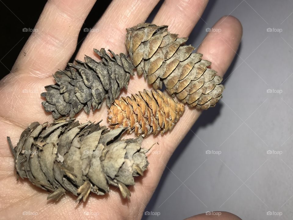 Multiple sizes and colors of pine cones.