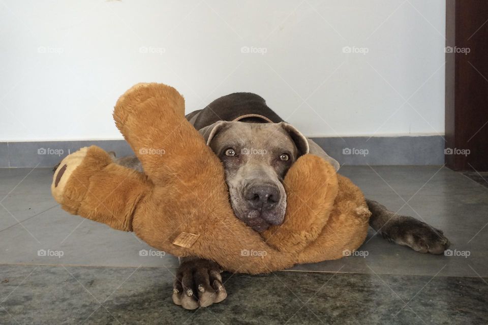 Weimaraner lies on the floor and rests her head over her teddy bear and stretches her forelegs