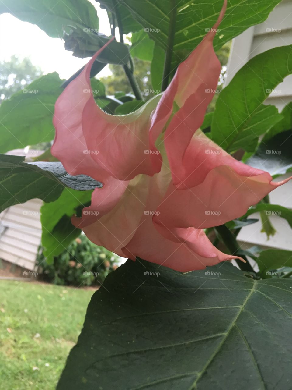 My very first angel trumpet that one of my sweet neighbors had given me some cuttings.