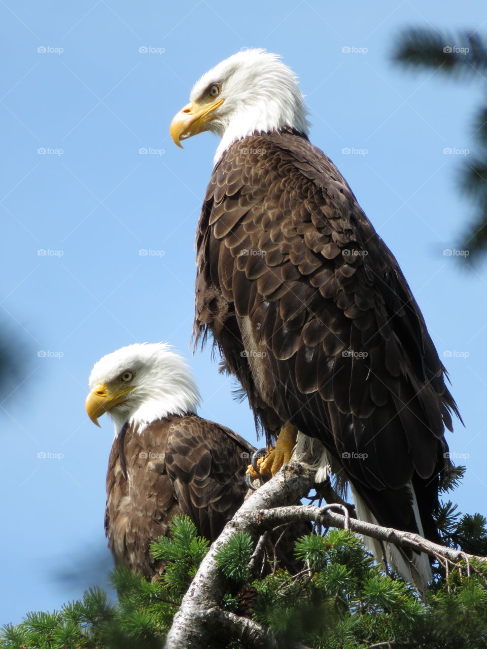 A pair of bald eagles sitting on top of a tree