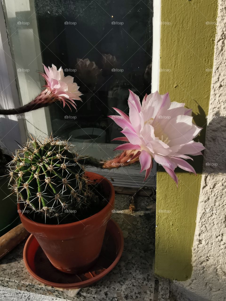 Kaktusblüte auf dem Fensterbrett