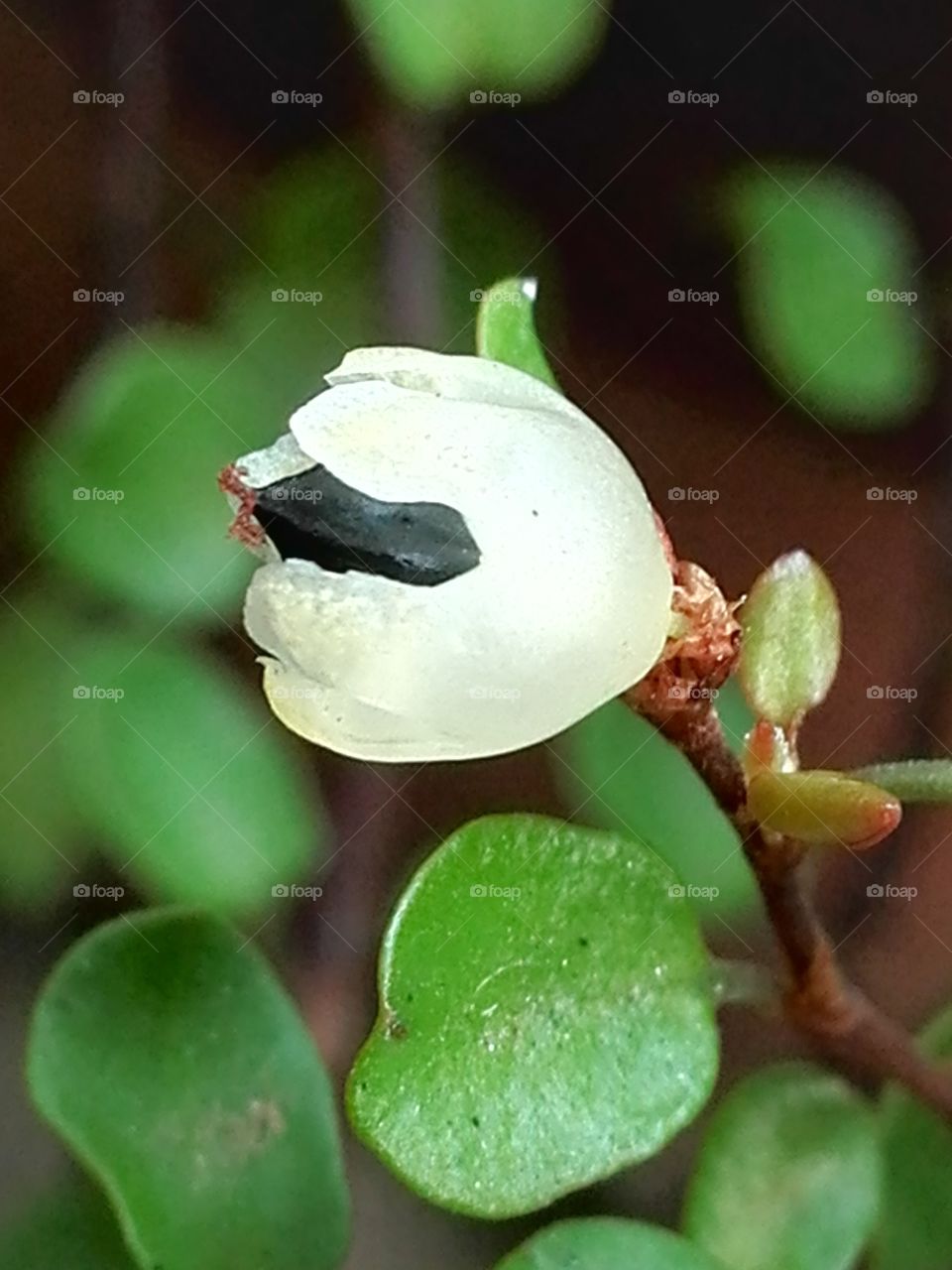 Wireplant (muehlenbeckia) seed