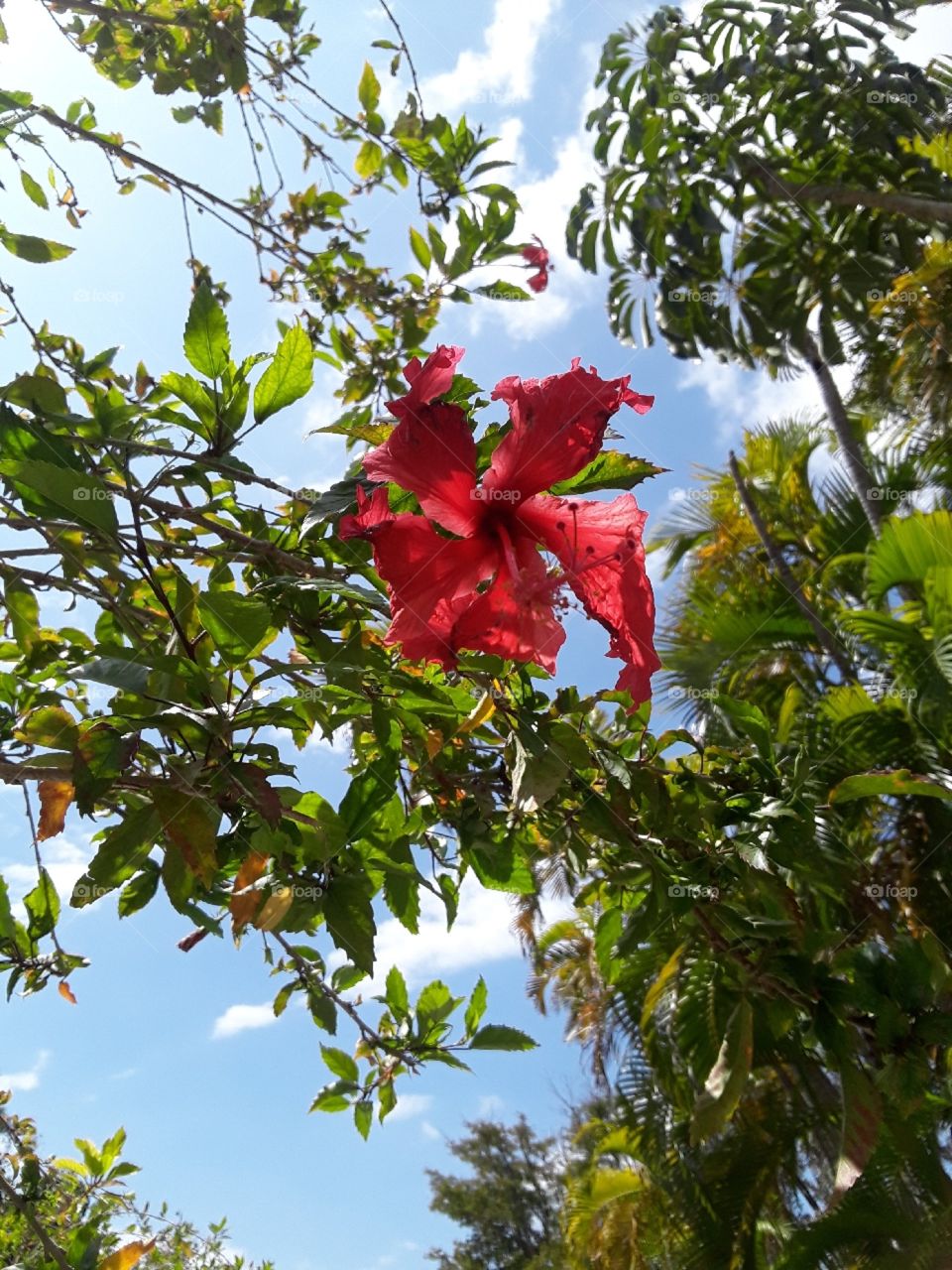 A red native flower to Long Bahama Island with both dark and light green leaves and a blue sky as the backdrop.
