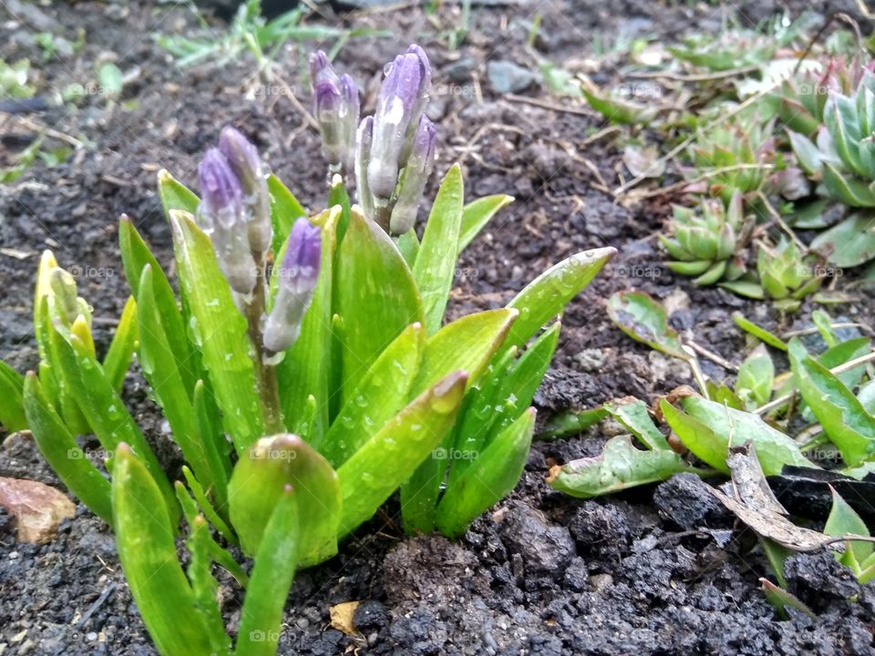 purple flowers, hyacinths,