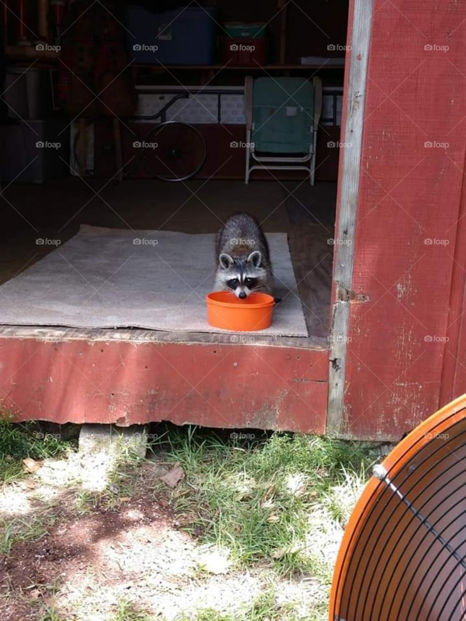 raccoon in my shed