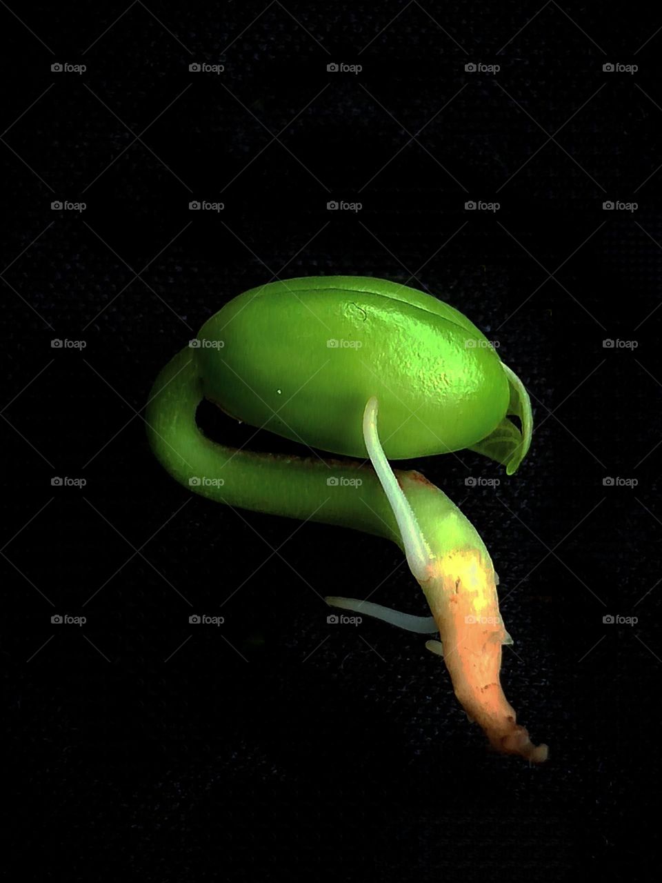 Plant.  Beginning of plant life.  On a black background, the embryo of the future plant.  green stem with rudiments of roots and rudiments of green leaves