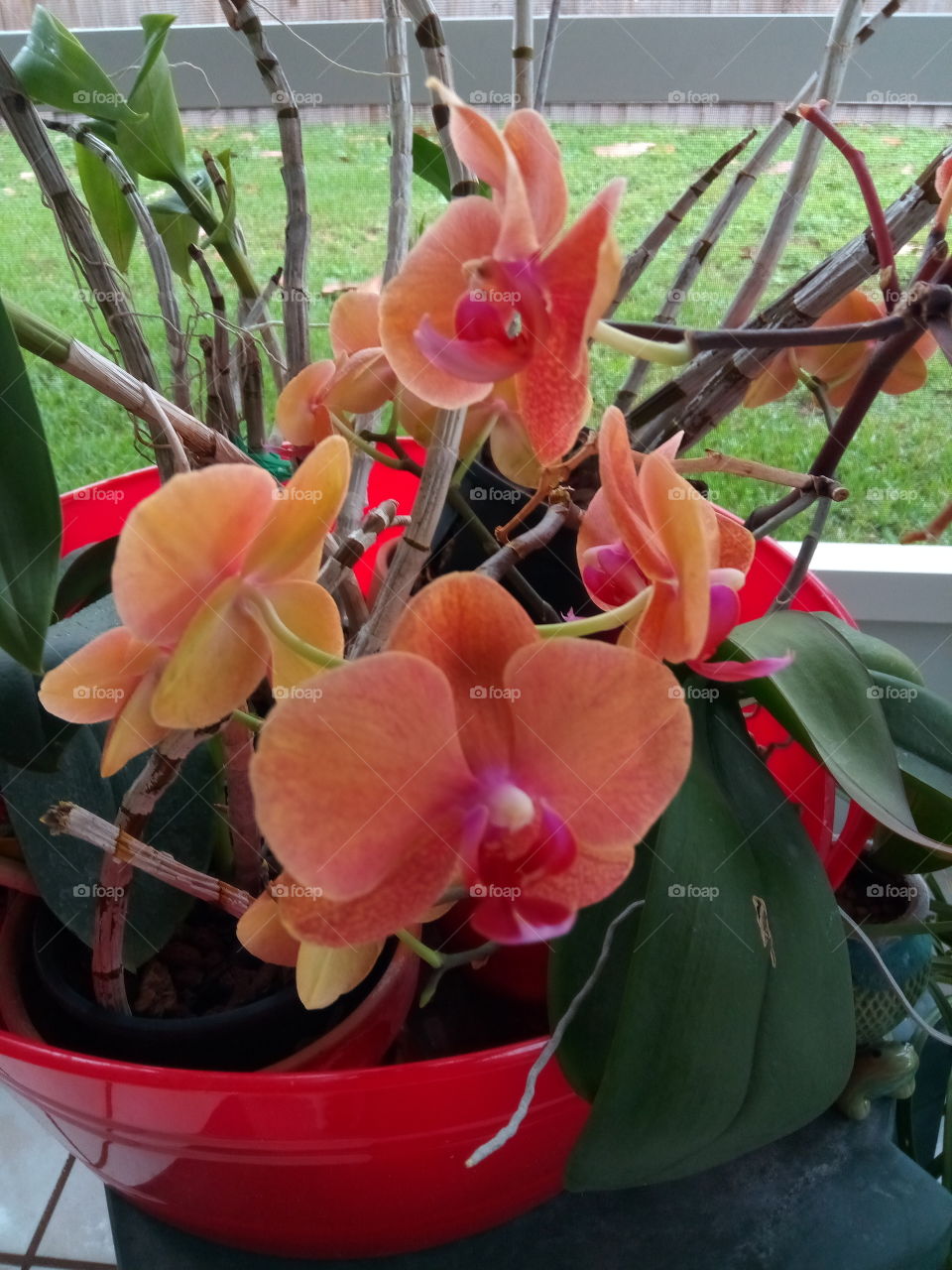 blooming orchids Orlando Florida