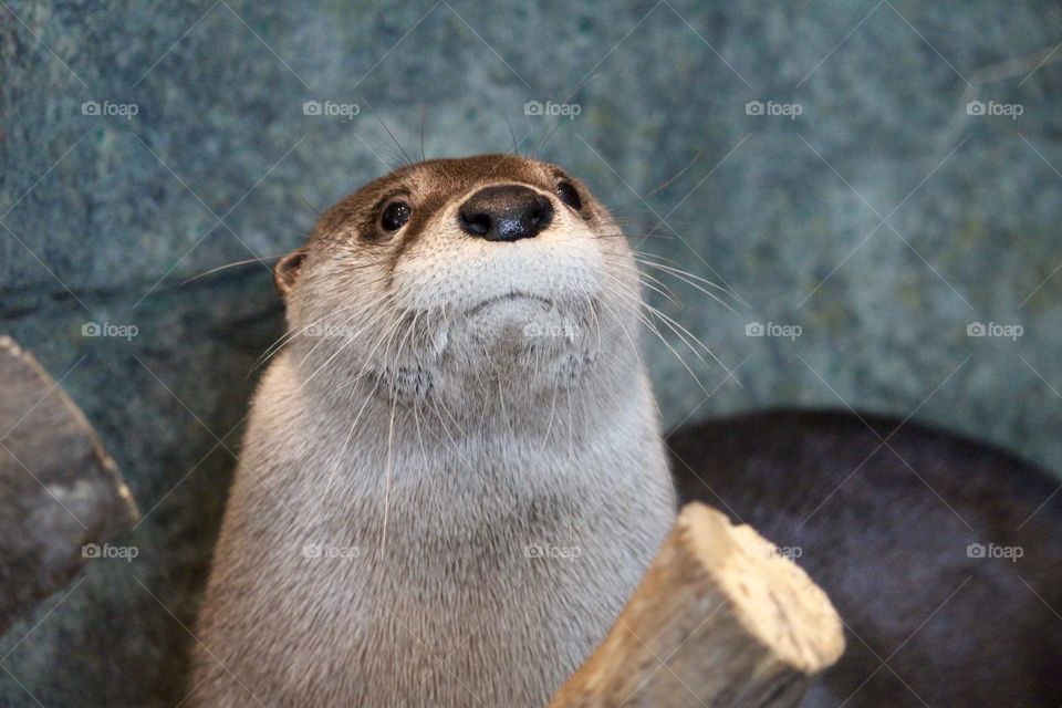 Otter