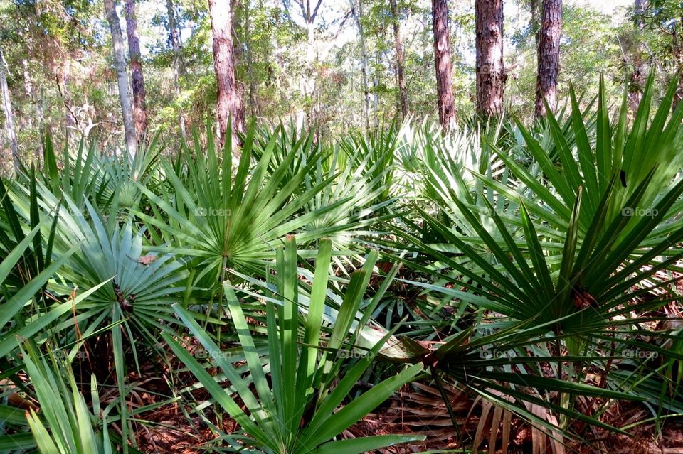 Looking through a forest of yucca plants