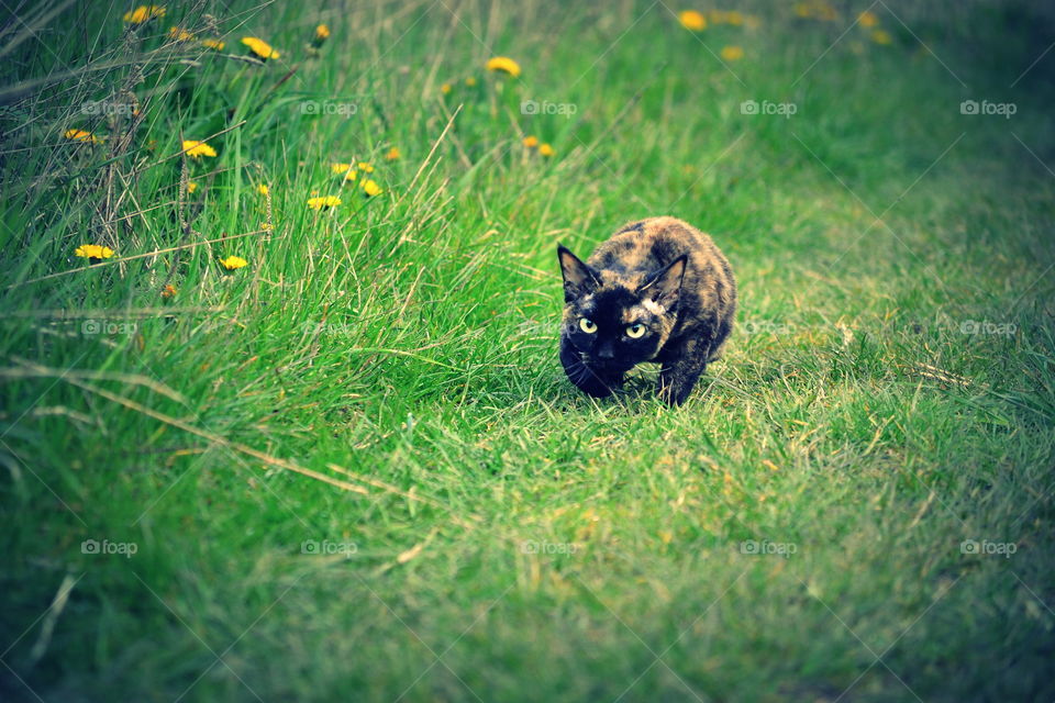 Cat on grass