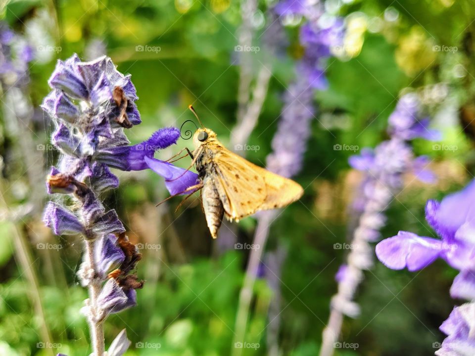 Leonard's skipper pollinating a purple mystic spires flower