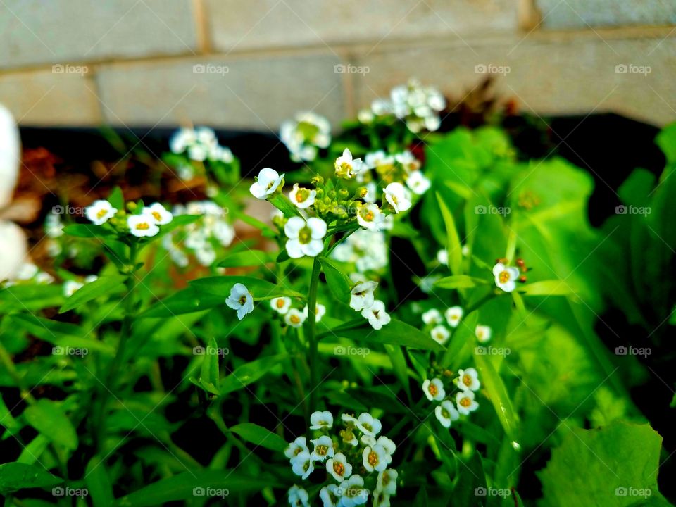 White Garden Flowers