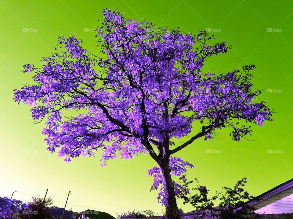 purple maple tree, fa