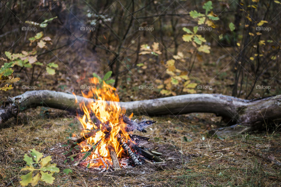 Small bonfire in the forest