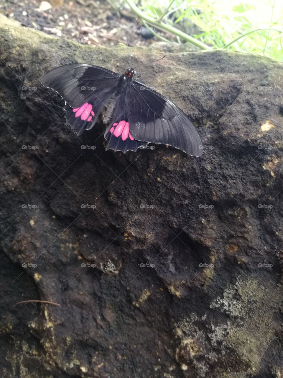 black butterfly on rock