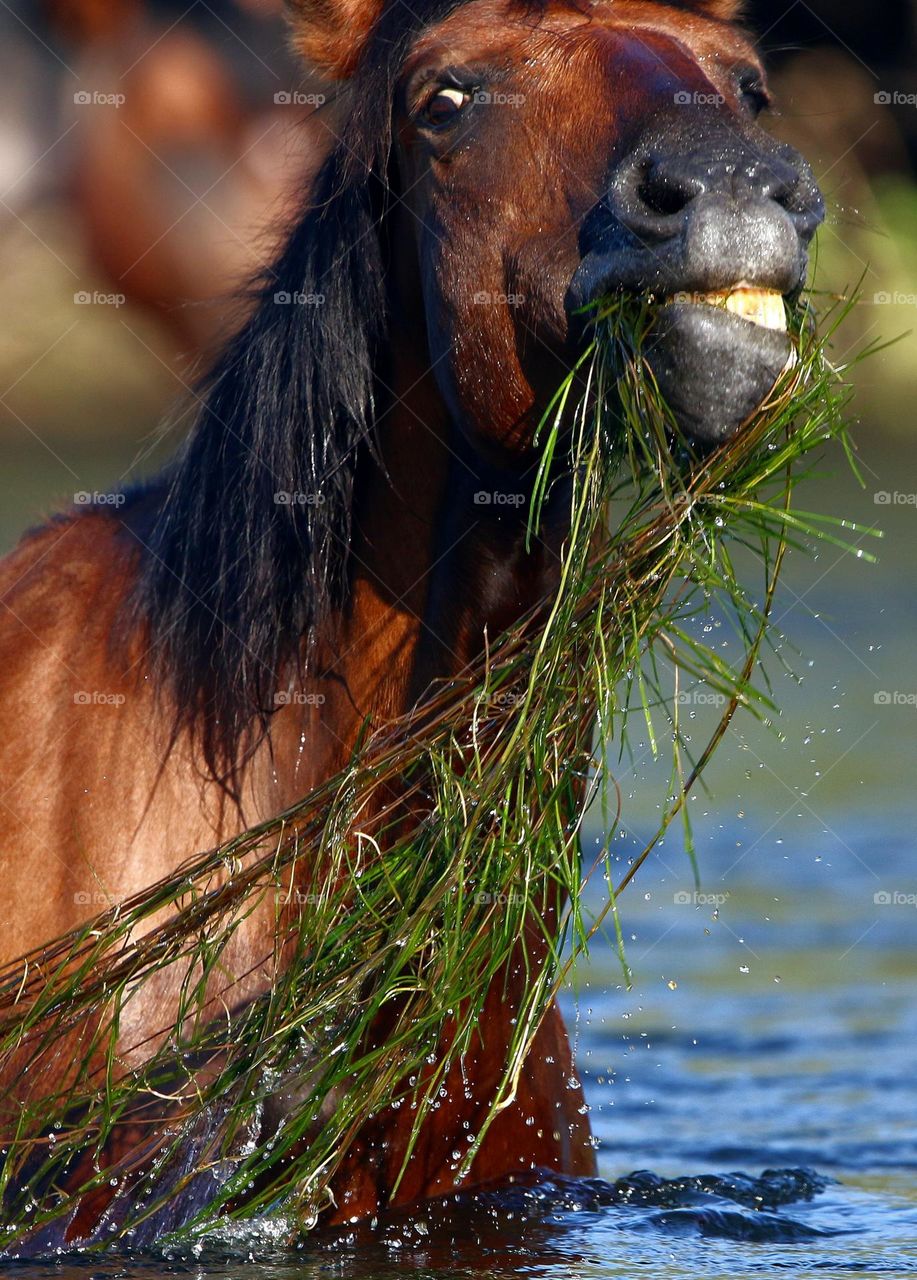 Silly Side of Wild Horse
