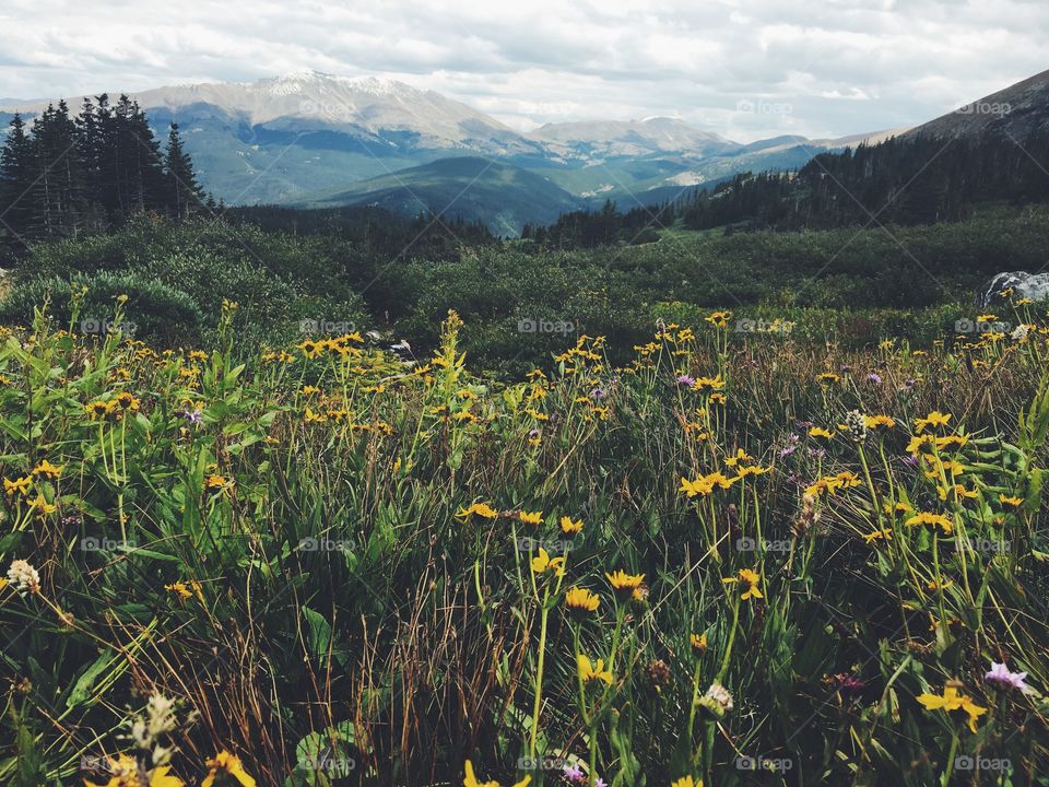 Mountain flowers